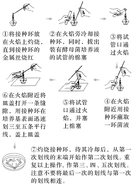 微生物培養基的制備、分類及用途