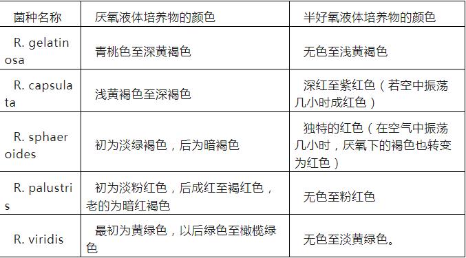 光合細菌怎么培養？光合細菌的培養條件與生產工藝、顏色變化