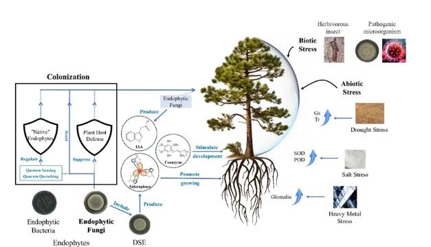 內(nèi)生真菌對木本植物生長發(fā)育分子機(jī)制及響應(yīng)過程