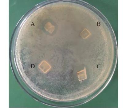 豨薟草果實內生細菌分離、鑒定、生長特性、抑菌效果及藥敏分析（二）