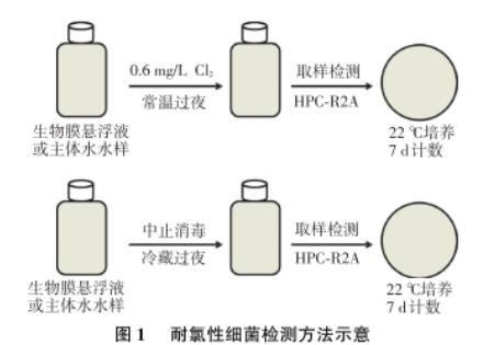 東北某市寒區湖庫型主體水和生物膜中耐氯菌數目、再生長現象研究（一）