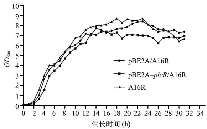 PlcR在炭疽芽胞桿菌A16R中對其生長狀態、溶血酶活性及神經磷脂酶活性影響（二）