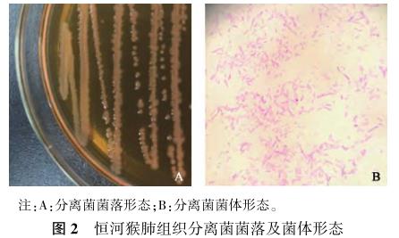 恒河猴肺中陰溝腸桿菌的分離鑒定及藥物敏感性試驗——結果、討論