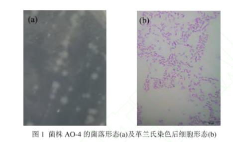 焦化污染場地中萘降解菌株AO-4鑒定、生長、降解機理及環境條件帶來的影響（一）