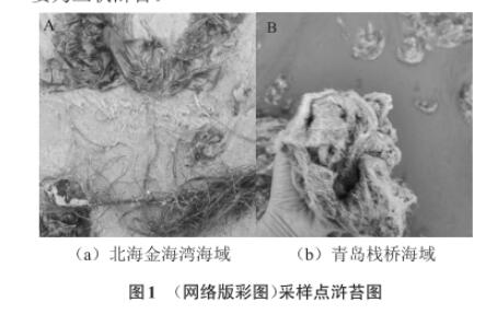 滸苔多糖降解微生物采集、分離、篩選、鑒定及生長曲線測定（一）