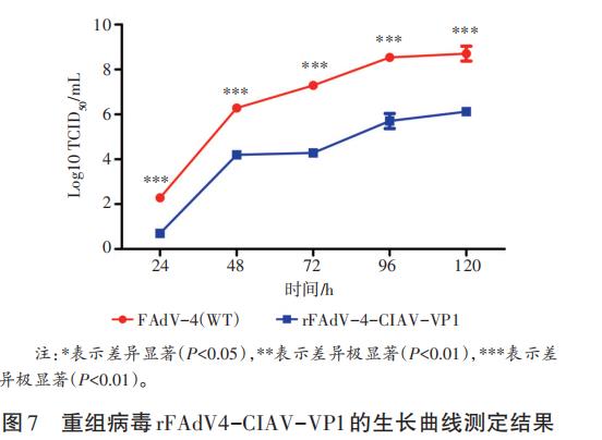 基于體外重組雞傳染性貧血病毒生長曲線來研究復制效率（三）
