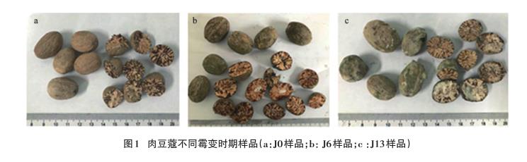 不同霉變時期肉豆蔻飲片需氧菌、霉菌、酵母菌菌落總數統計（一）