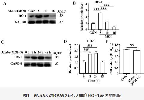 膿腫分枝桿菌胞內菌落計數、對RAW264.7細胞血紅素氧化酶1調控自噬影響（一）