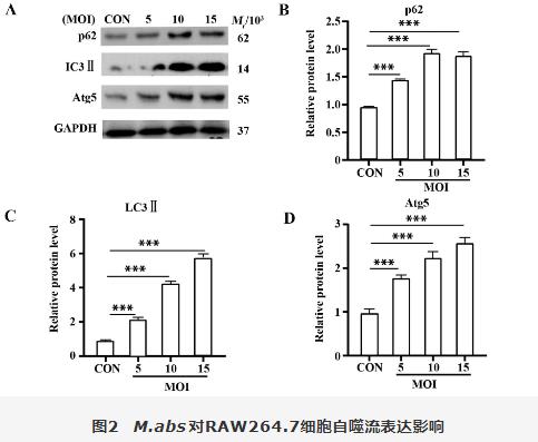 膿腫分枝桿菌胞內菌落計數、對RAW264.7細胞血紅素氧化酶1調控自噬影響（二）