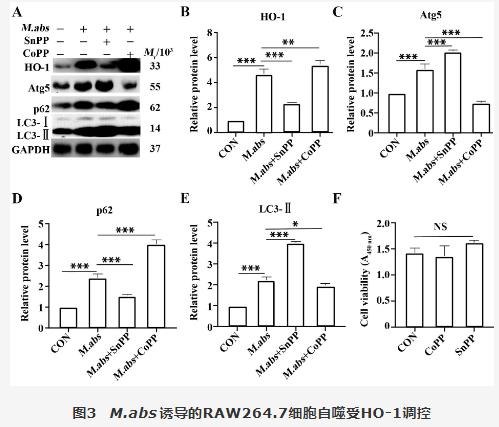 膿腫分枝桿菌胞內菌落計數、對RAW264.7細胞血紅素氧化酶1調控自噬影響（三）