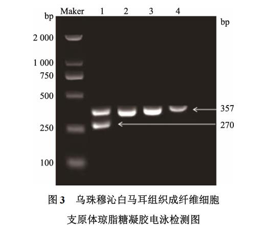 白馬耳組織成纖維細胞體外培養、冷凍前及復蘇后存活率、生長曲線繪制（二）
