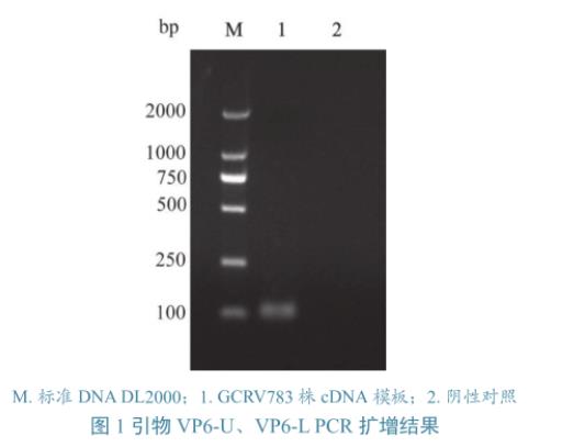 草魚呼腸孤病毒培養與滴度測定、及在草魚、CIK細胞上的生長特性研究（二）