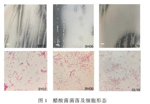 不同乙醇、乙酸、氯化鈉、濃度對小米醋發酵過程中醋酸菌生長曲線的影響（一）