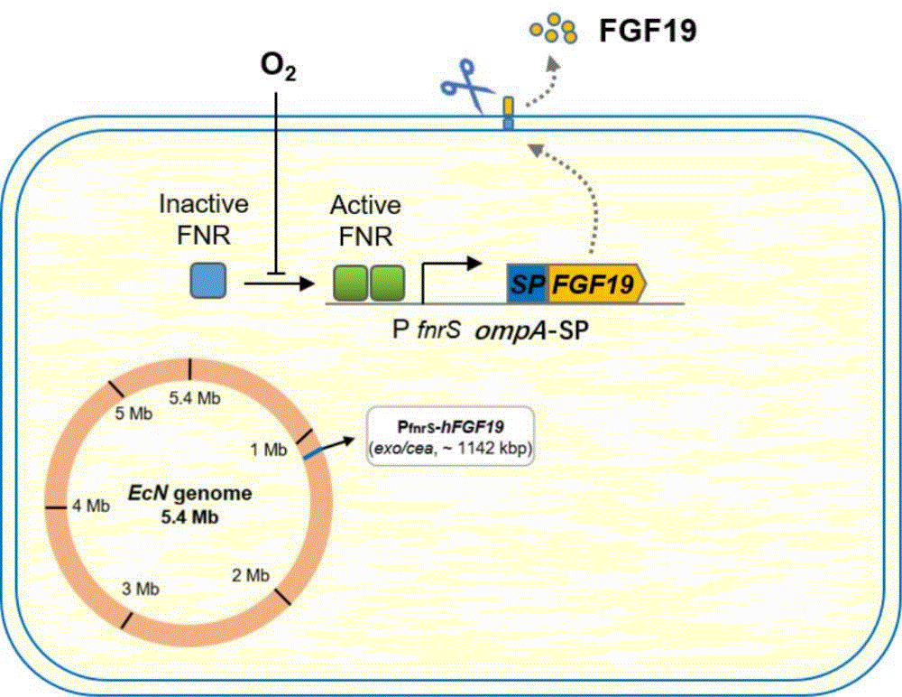 工程菌大腸桿菌EcN FGF19-01培養、生長曲線測定及改善慢性結腸炎作用研究（一）