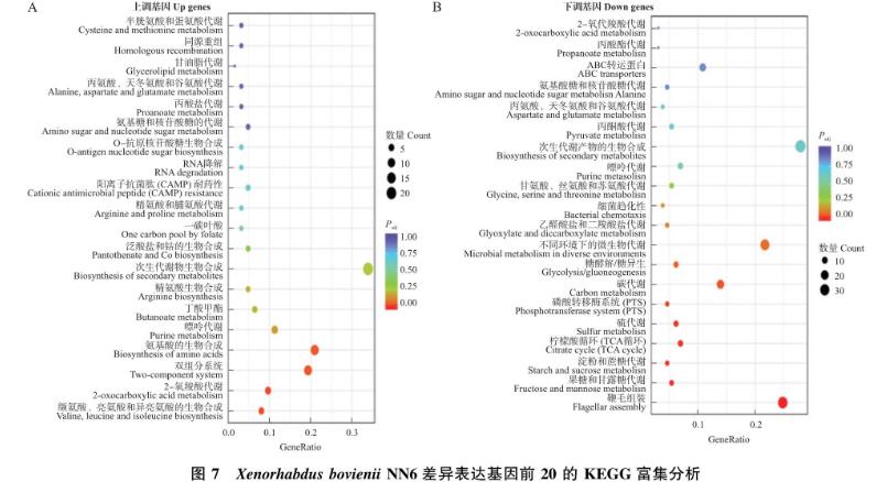 轉錄水平解析昆蟲病原線蟲共生菌菌株新型殺菌蛋白PPIA-L20基因表達調控——?討論與結論