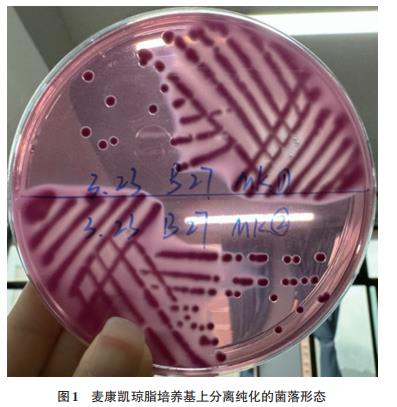 鴿源大腸桿菌分離株對13種抗菌藥物耐藥現狀研究（一）
